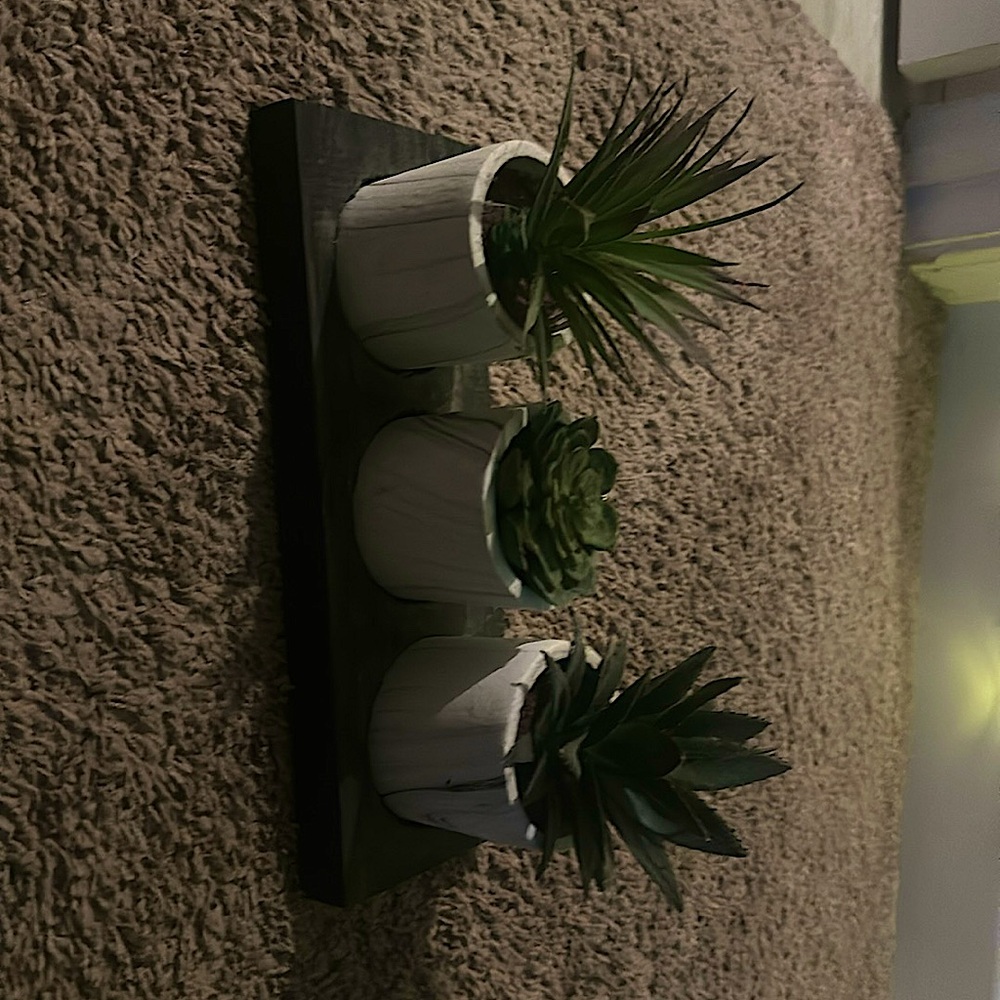 Succulent decor/ room decor